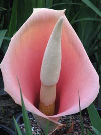 Amorphophallus bulbifer