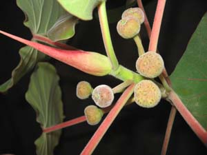 Ficus petiolaris